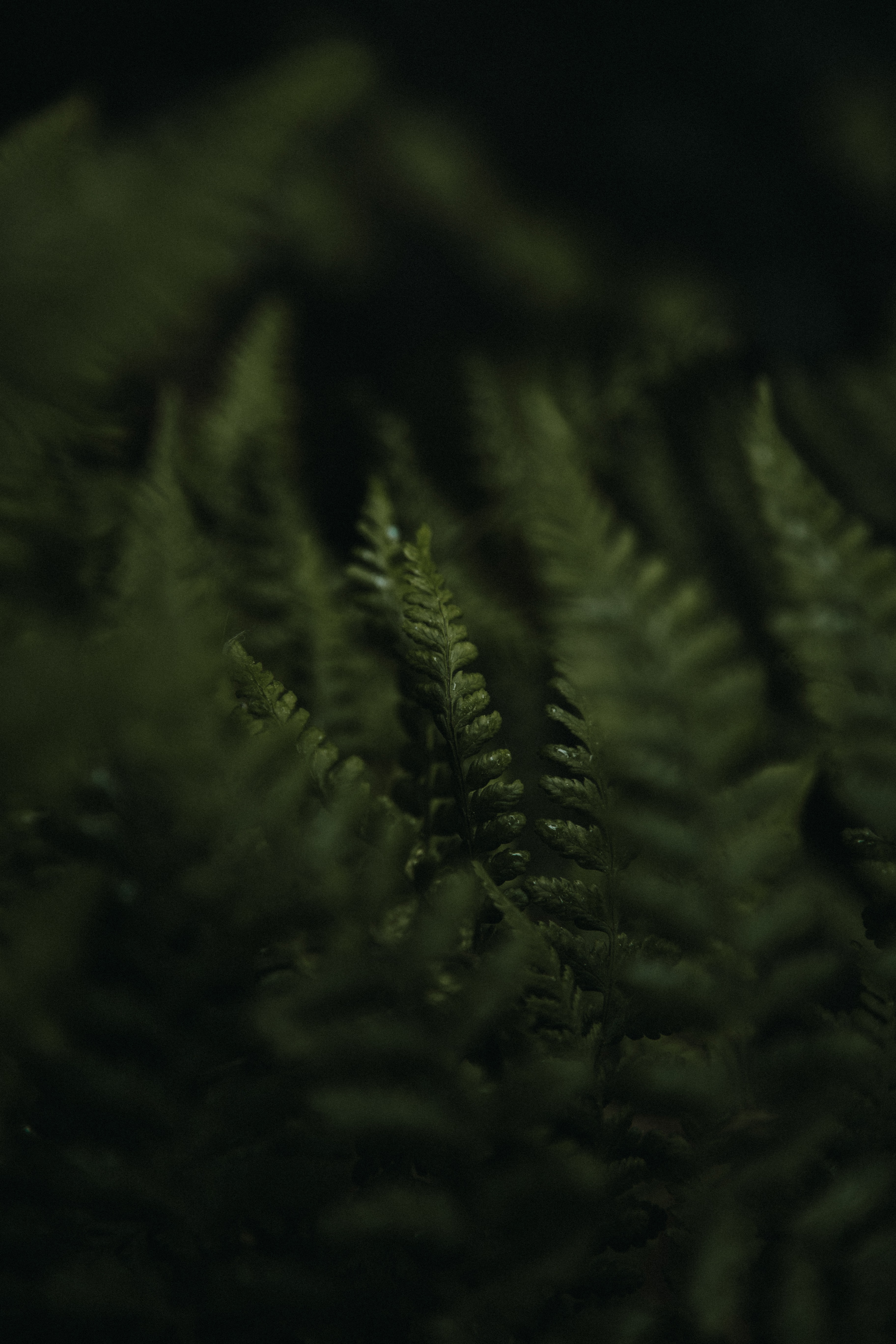 Urban Forest